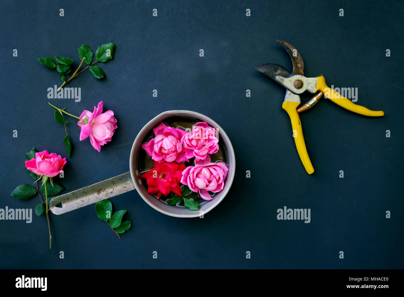 Pink roses as floral arrangement against background with pruning shears.  Gardening shown with simple greenery and color. Stock Photo