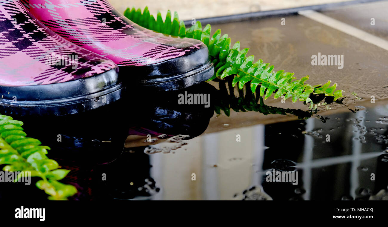 Wet pink plaid rain boots from rainy spring weather, with puddle and reflection. Stock Photo