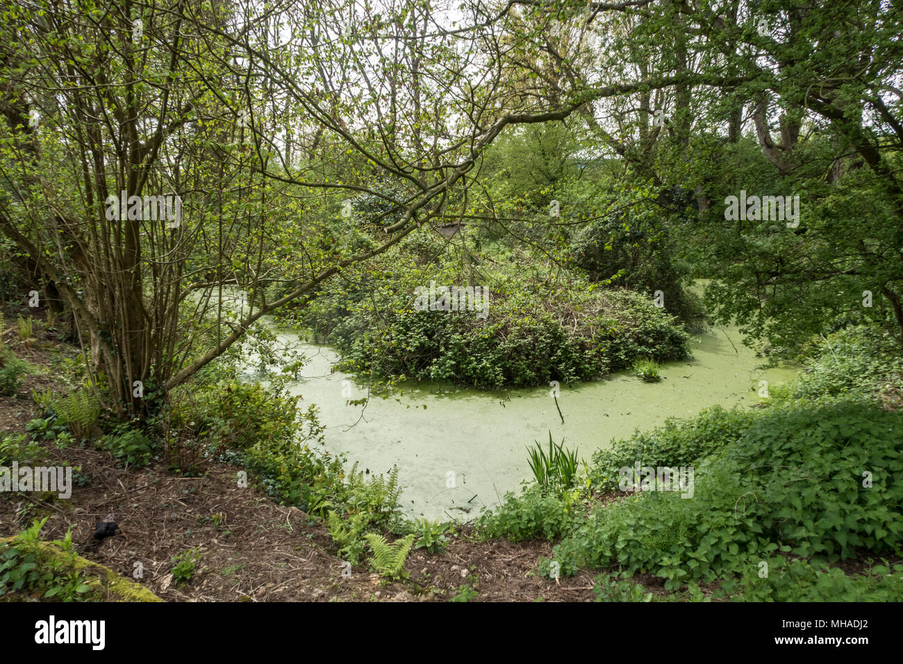 A woodland pool or pond covered in blanket weed Stock Photo Alamy