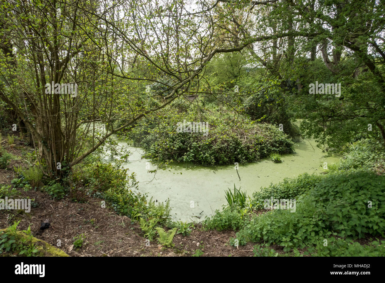 A woodland pool or pond covered in blanket weed. Stock Photo