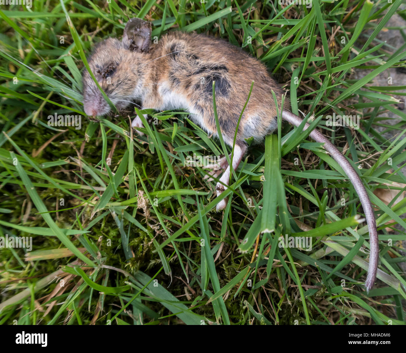 A dead mouse lying in the grass of a lawn in an English garden