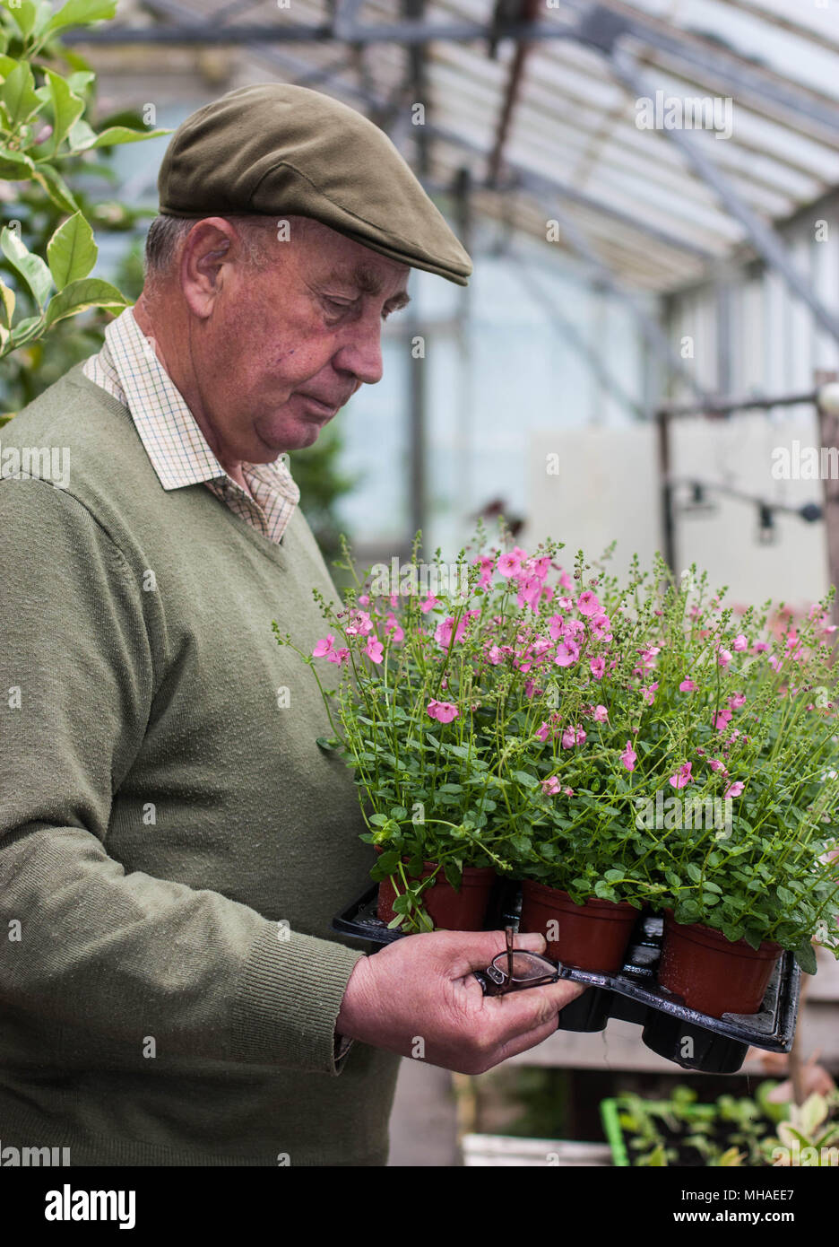 Professional gardener at work in the Greenhouse Stock Photo