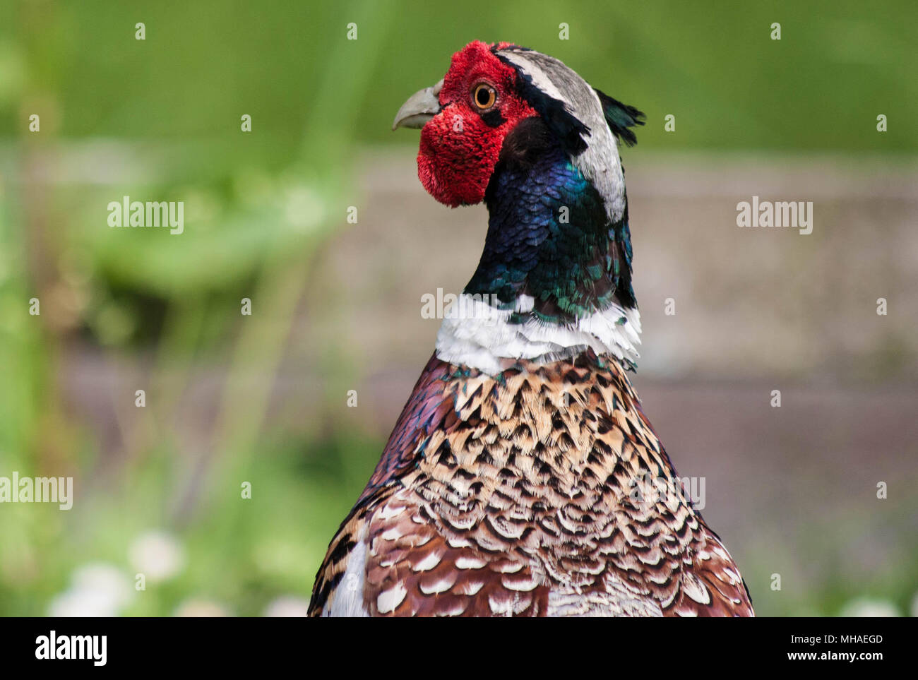 Male pheasant Stock Photo