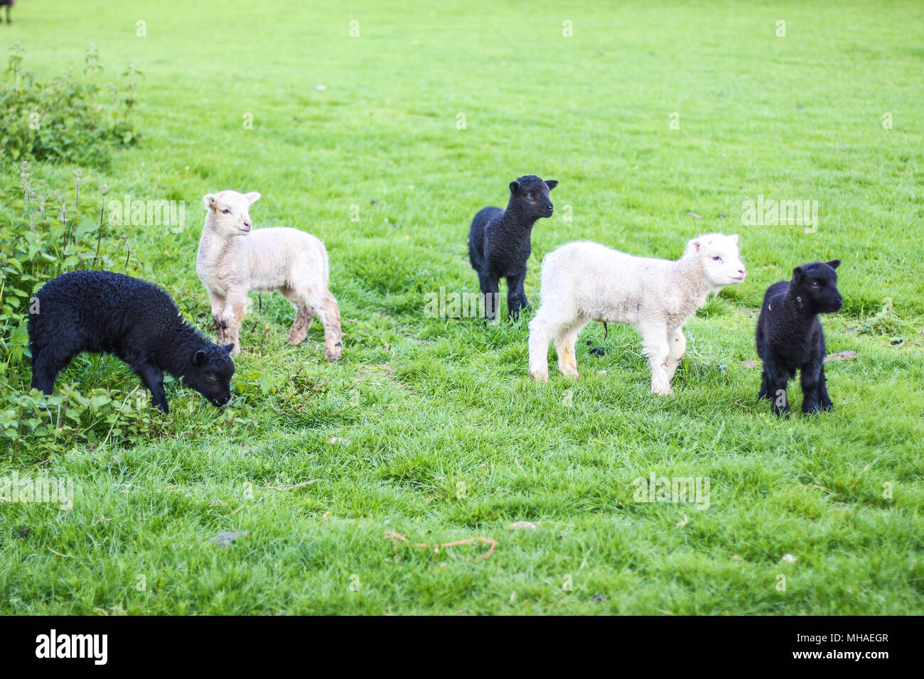 Spring lambs Stock Photo