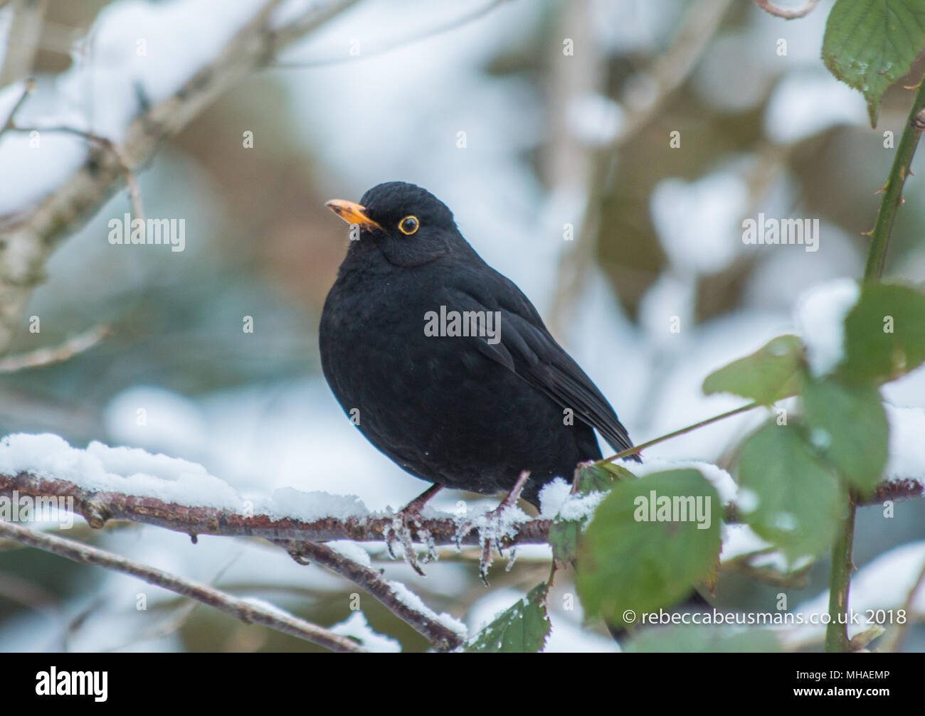 Blackbird in Winter UK Stock Photo