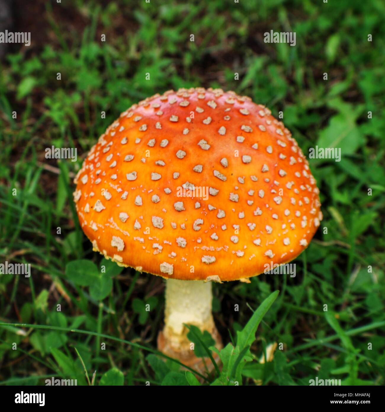 Amanita Muscaria var. Guessowii Stock Photo