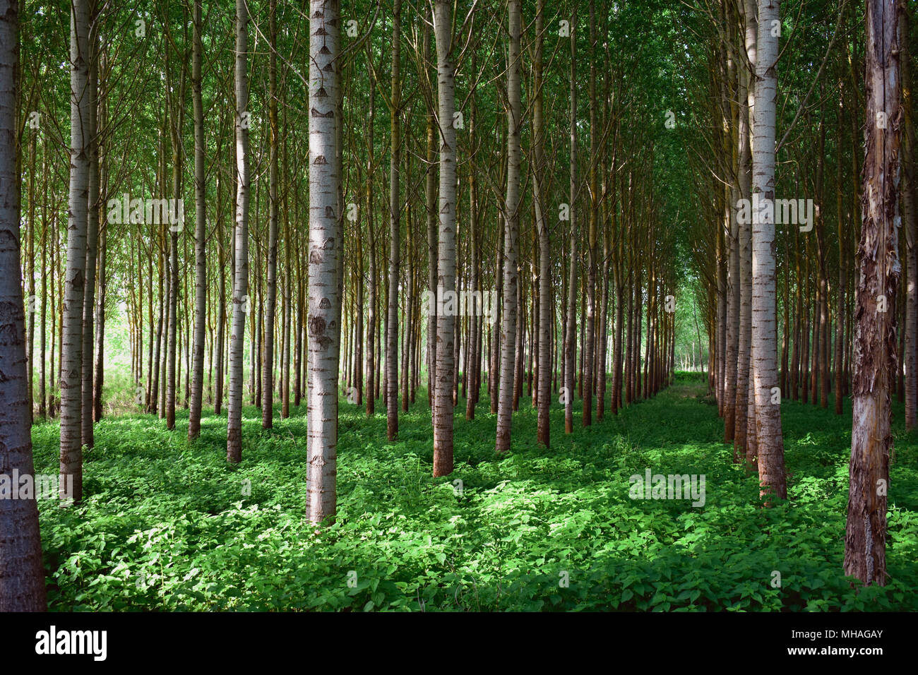 Poplar grove with parallel trees that reveals a path in the forest ...