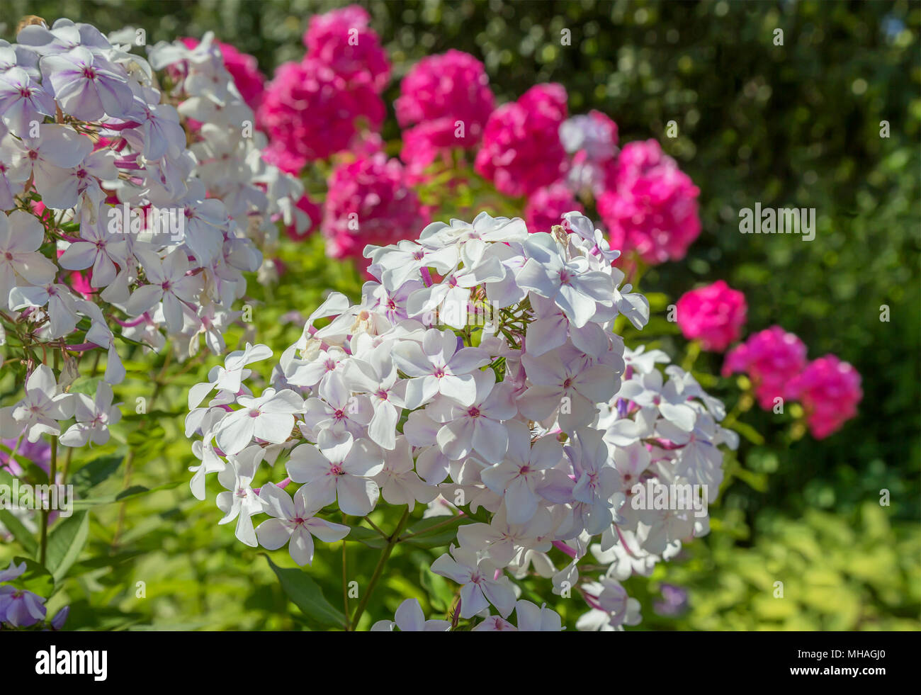 Phlox Paniculata or Garden Phlox in bloom. Stock Photo