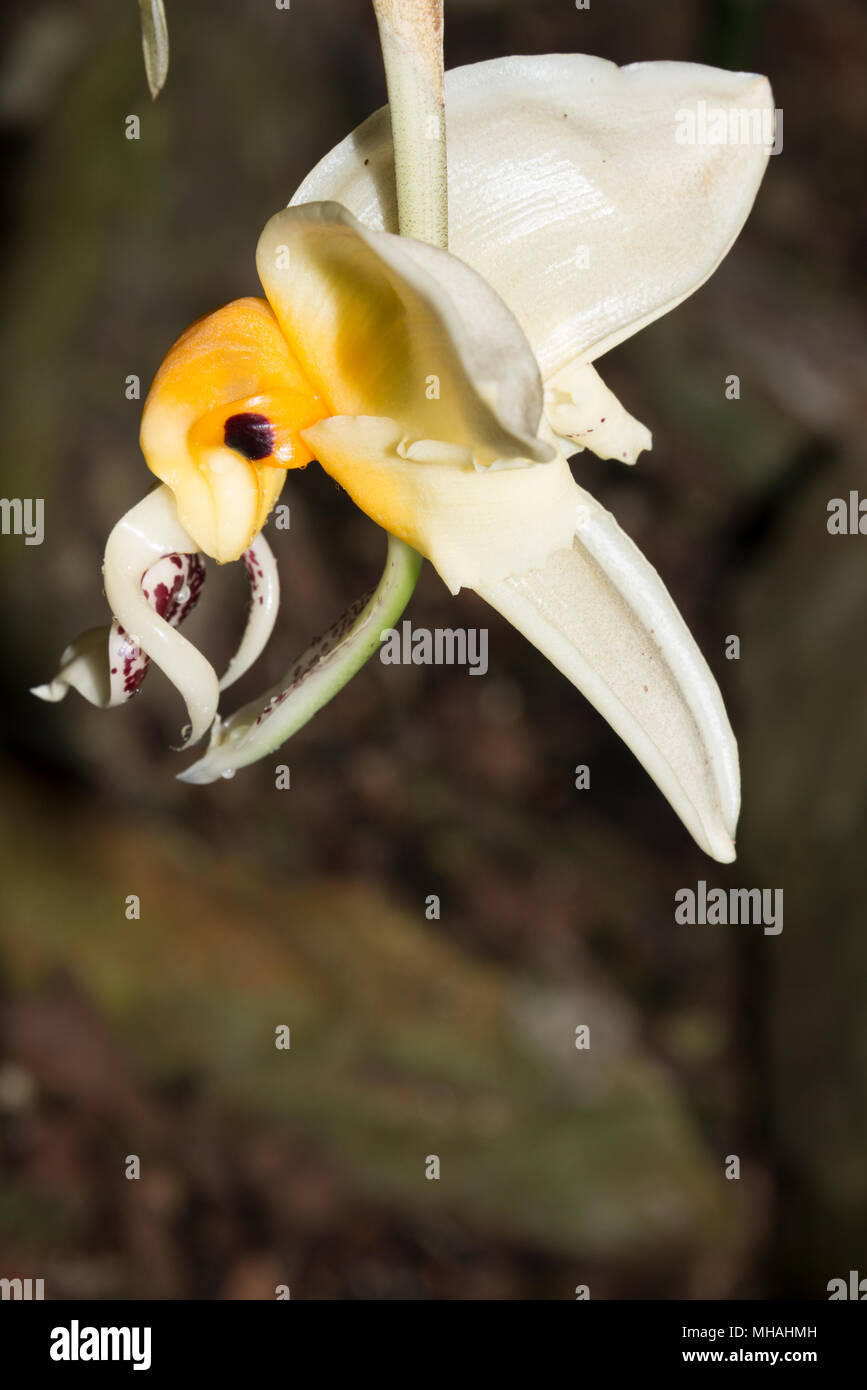Orchid (Stanhopea embreei) flower Stock Photo