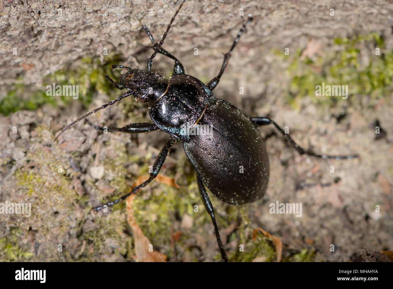 Bronze Carabid (Carabus nemoralis) ground beetle in a forest near Vienna (Austria) Stock Photo