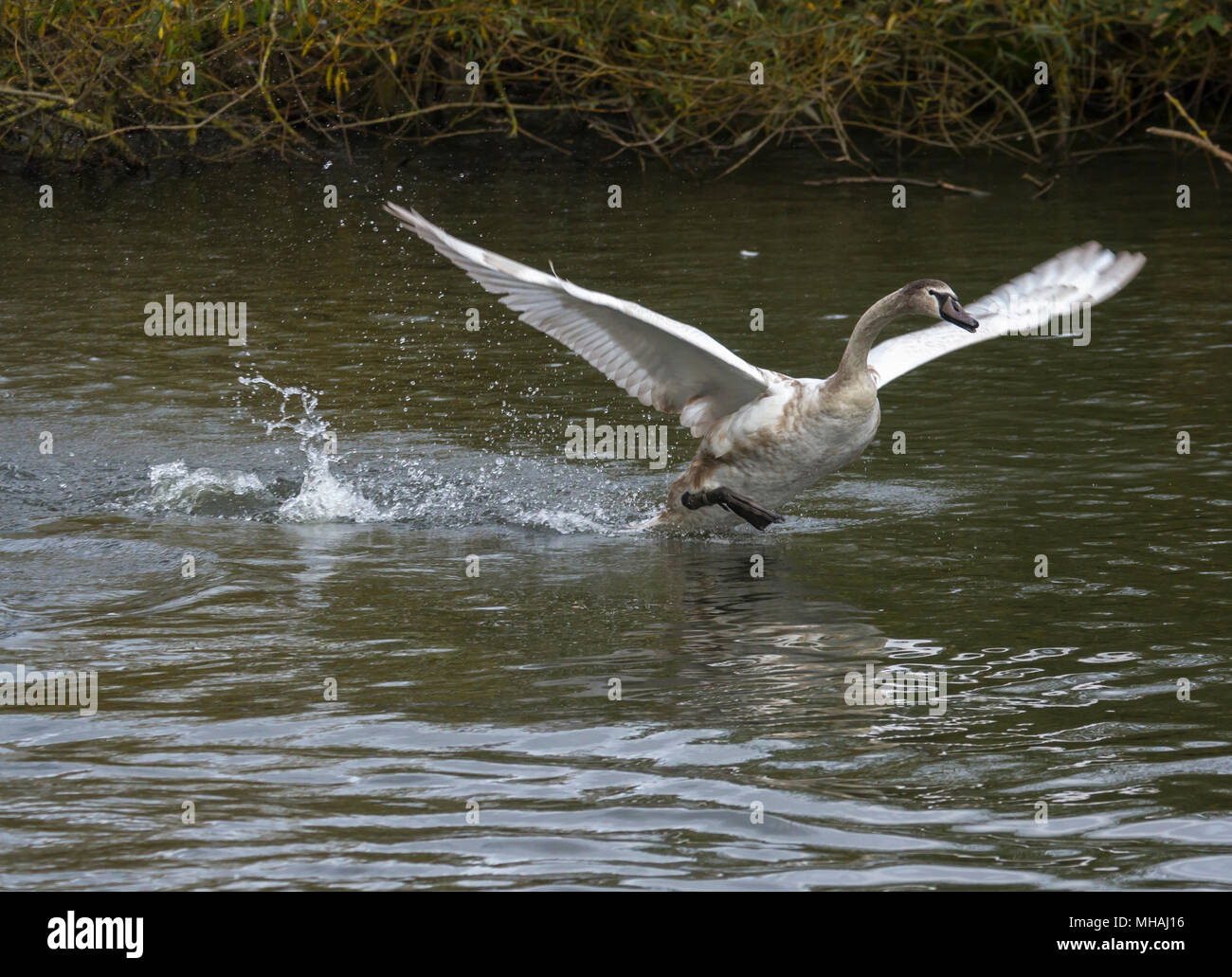Learning to fly bird hires stock photography and images Alamy