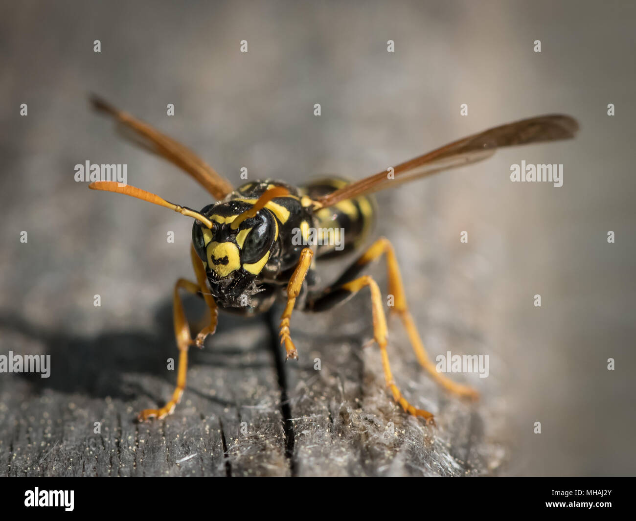 A European paper wasp (Polistes dominula) collecting wood for nest Stock Photo