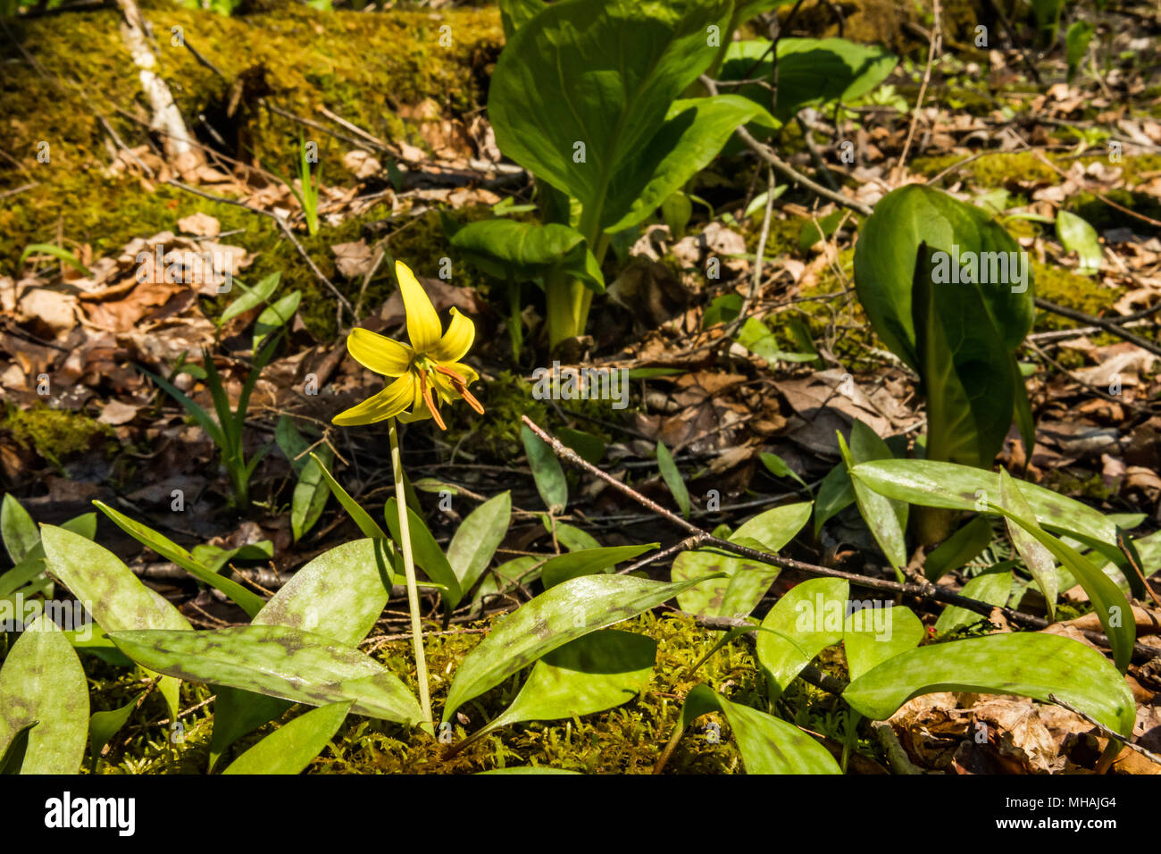 Trout Lily flower growing in wetlands in New York Stock Photo