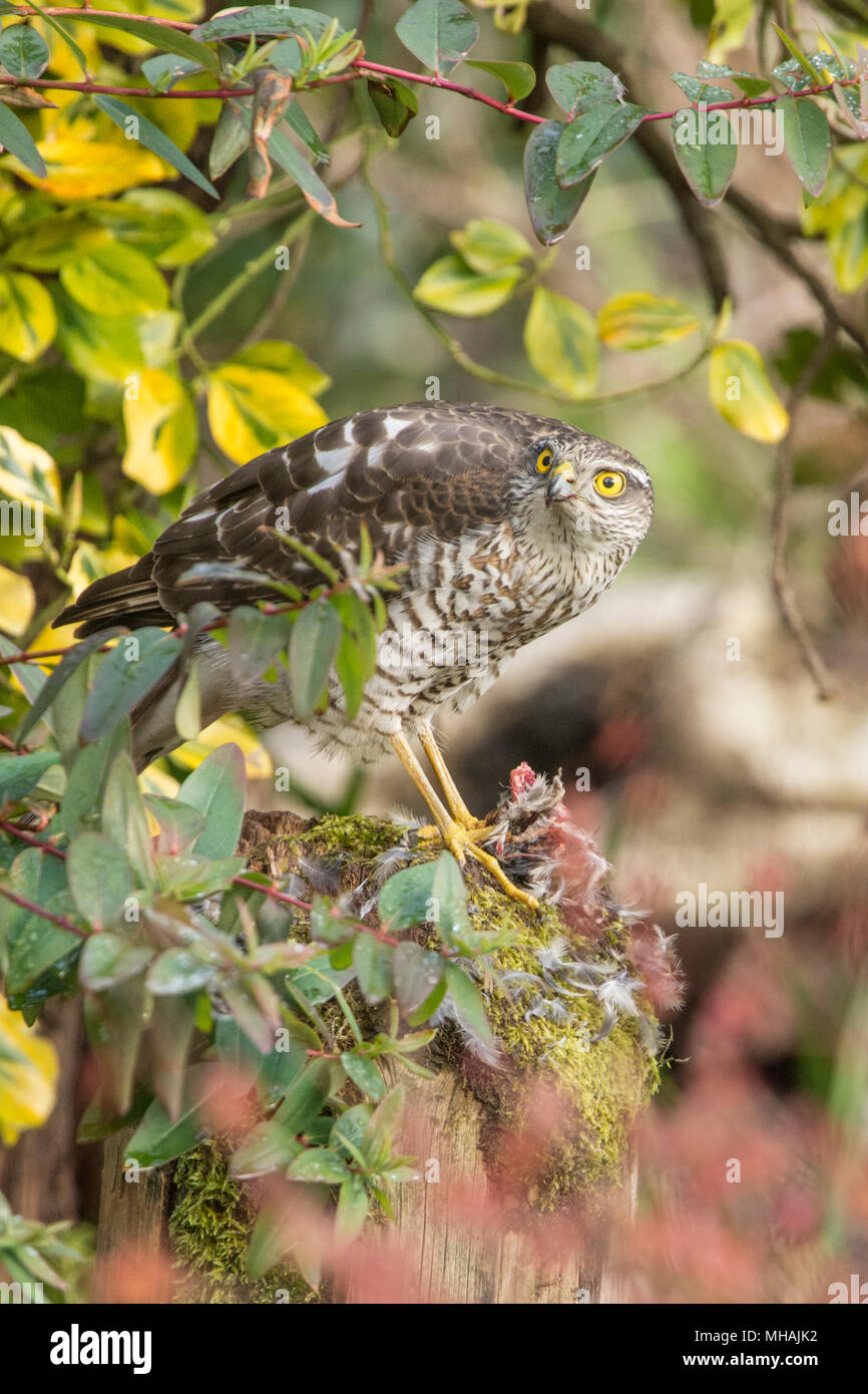 Sparrow Hawk, Sparrowhawk, Accipiter nisus, plucking, eating a sparrow or small bird on plucking post.  Juvenile, March, Sussex, UK Stock Photo