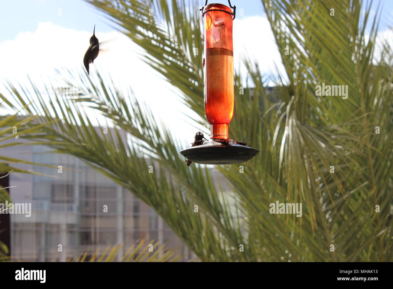 Hummingbirds, one dancing the other at the Feeder Stock Photo