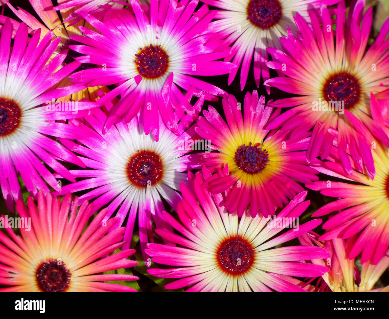 Bright mesembryanthemum Livingstone daisy in full sun growing in a