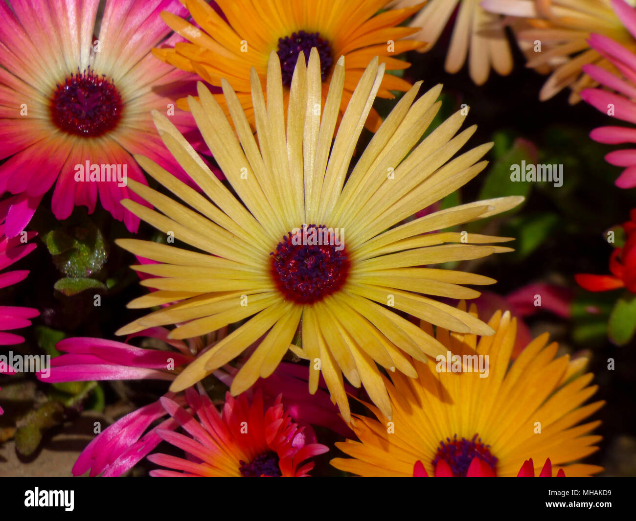Bright mesembryanthemum Livingstone daisy in full sun growing in a