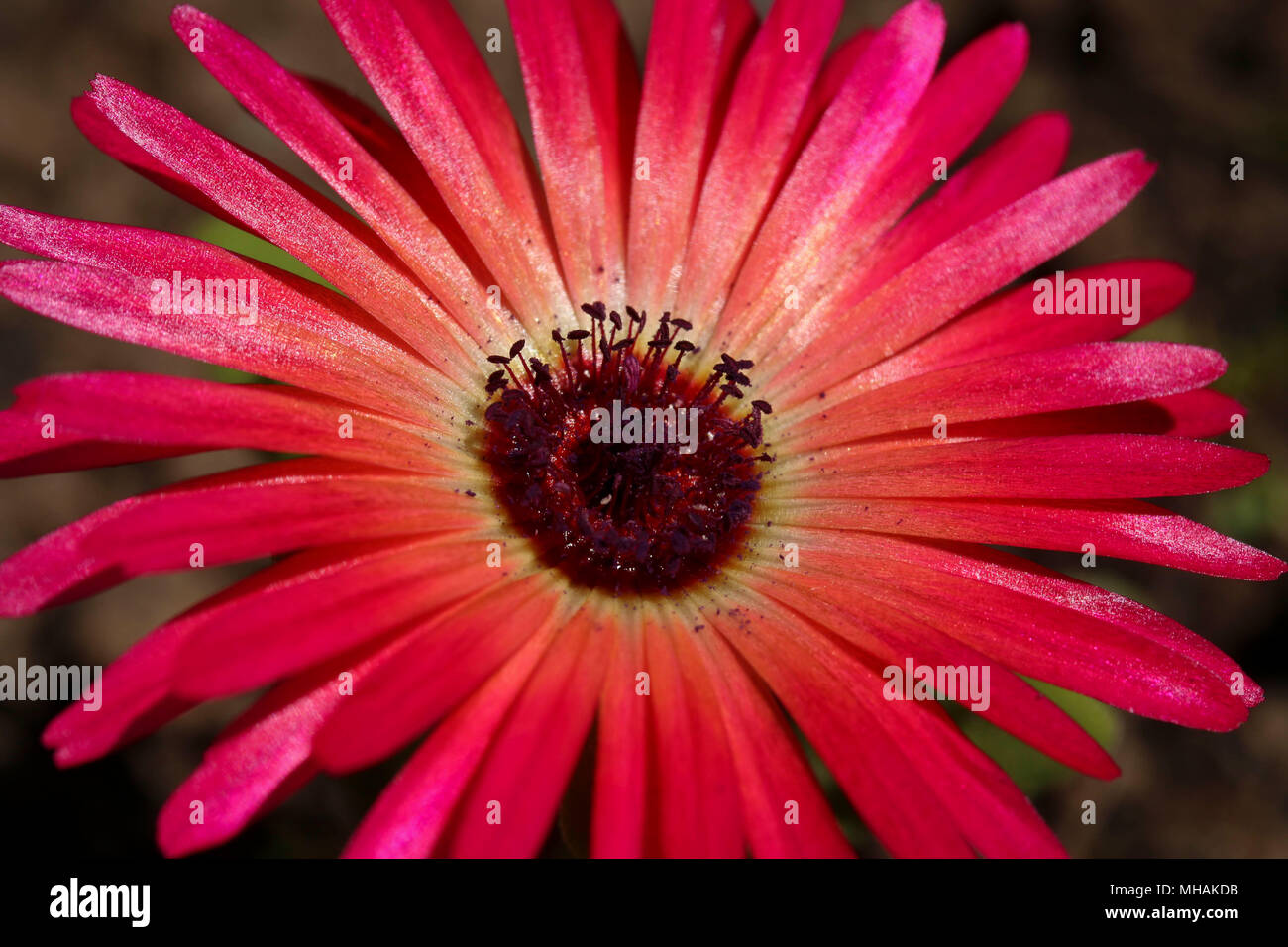 Bright mesembryanthemum Livingstone daisy in full sun growing in a