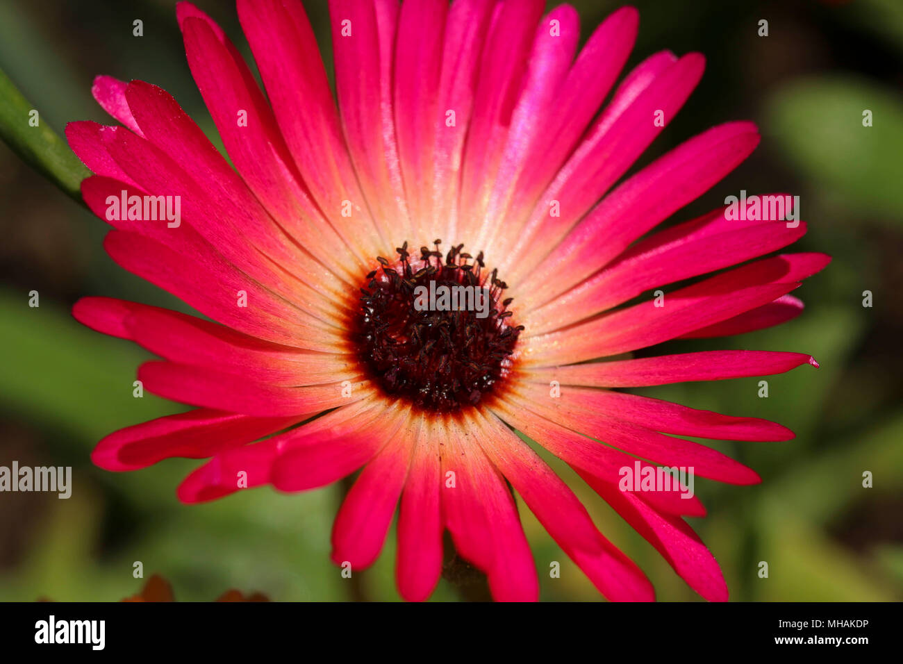 Bright mesembryanthemum Livingstone daisy in full sun growing in a