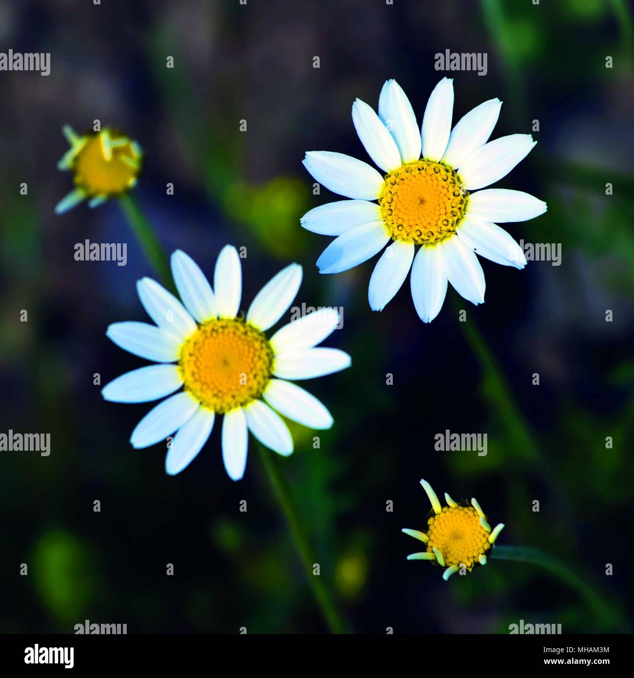 2 white Matricaria (German chamomile) flowers with blurred background and square composition Stock Photo
