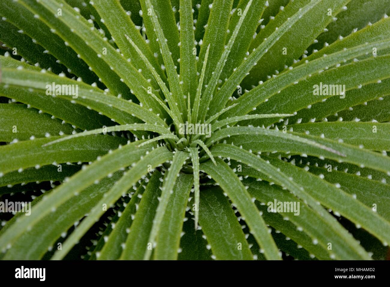 A close up image of a hechtia argentia cactus Stock Photo