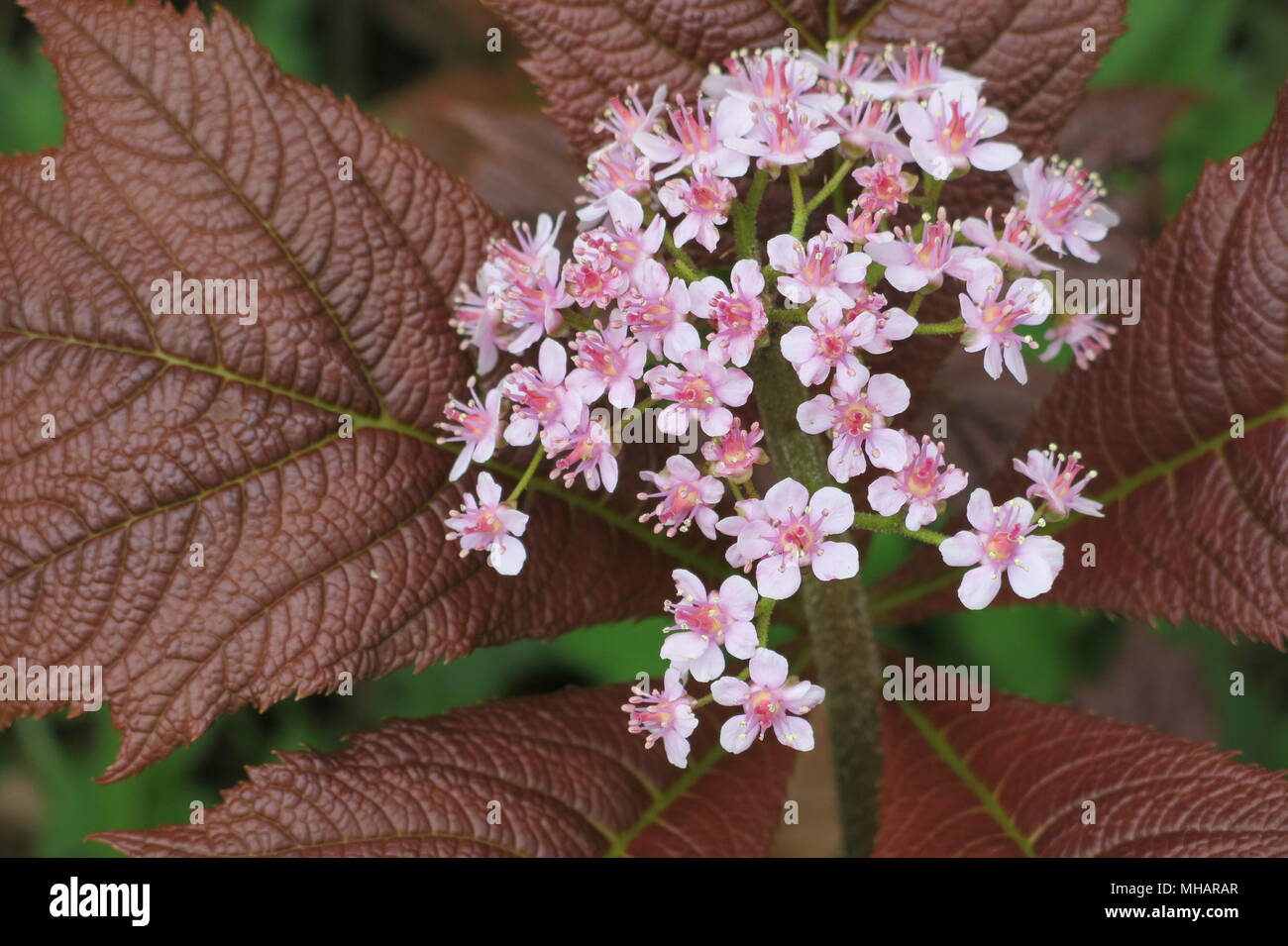 Green Carnation Light Of Day Day Of Darkness Rar Green Carnation Light Of Day Day Of Darkness Rar