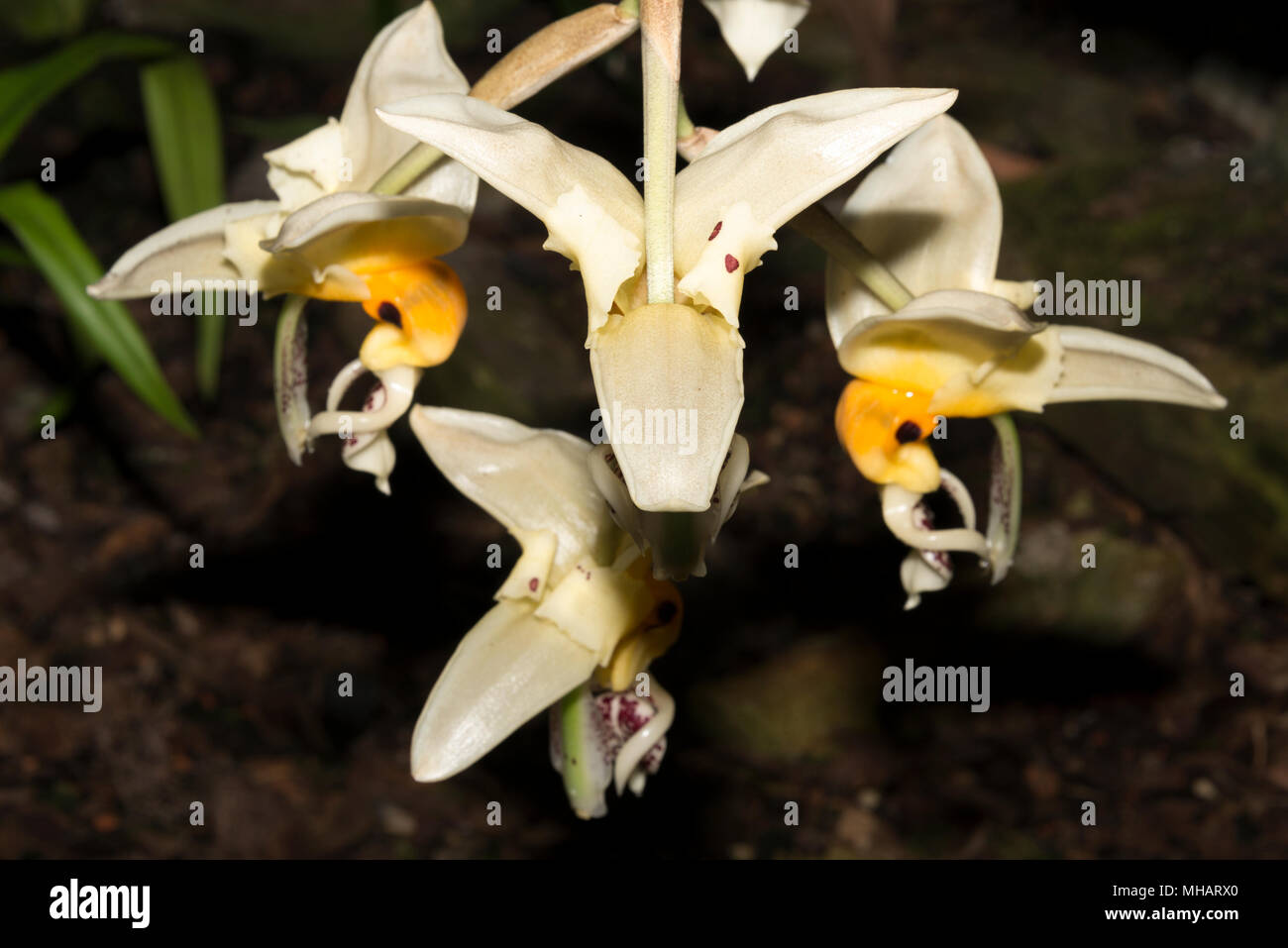 Orchid (Stanhopea embreei) flowers Stock Photo