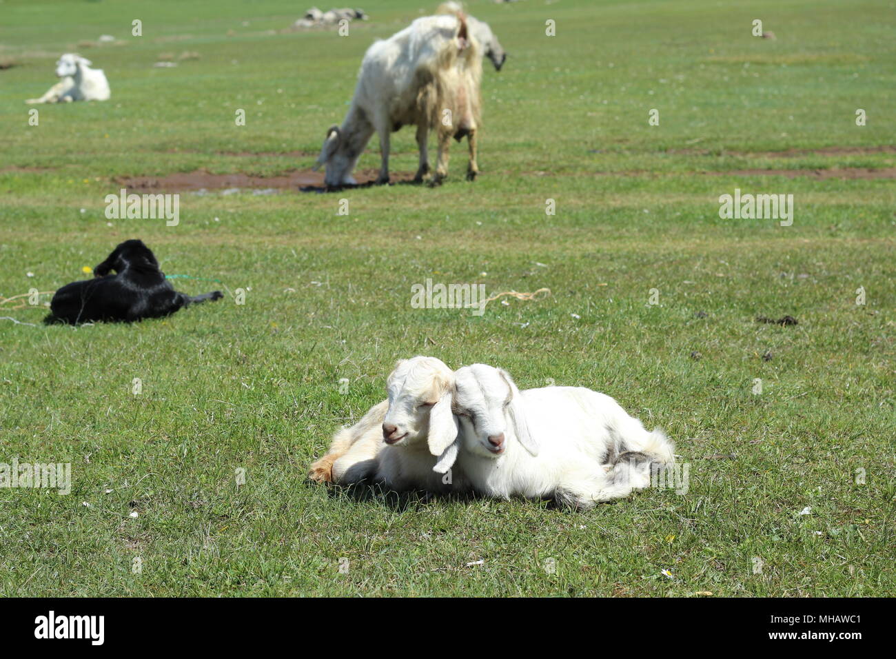 Baby goats resting Stock Photo
