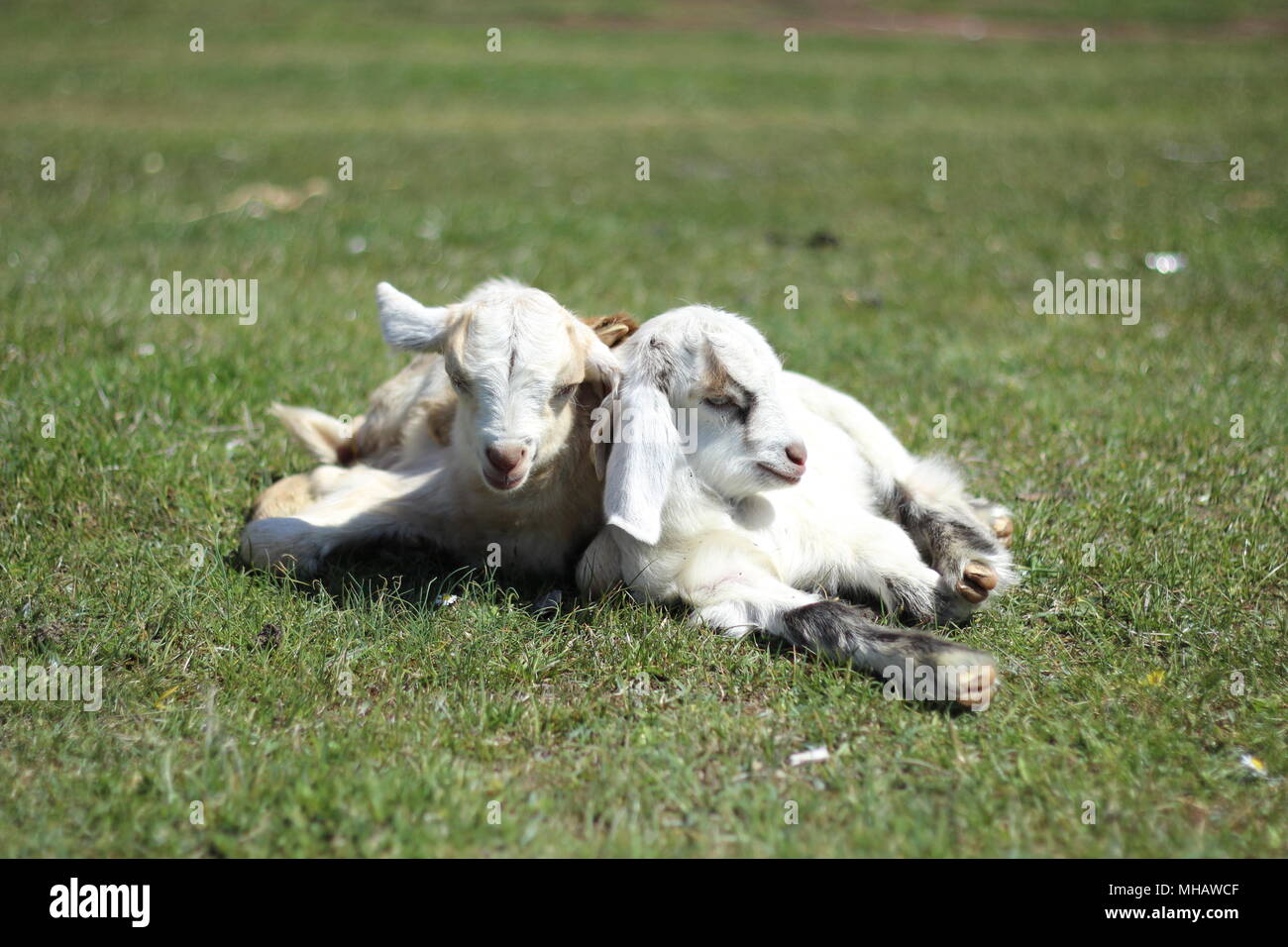 Sleeping goats Stock Photo