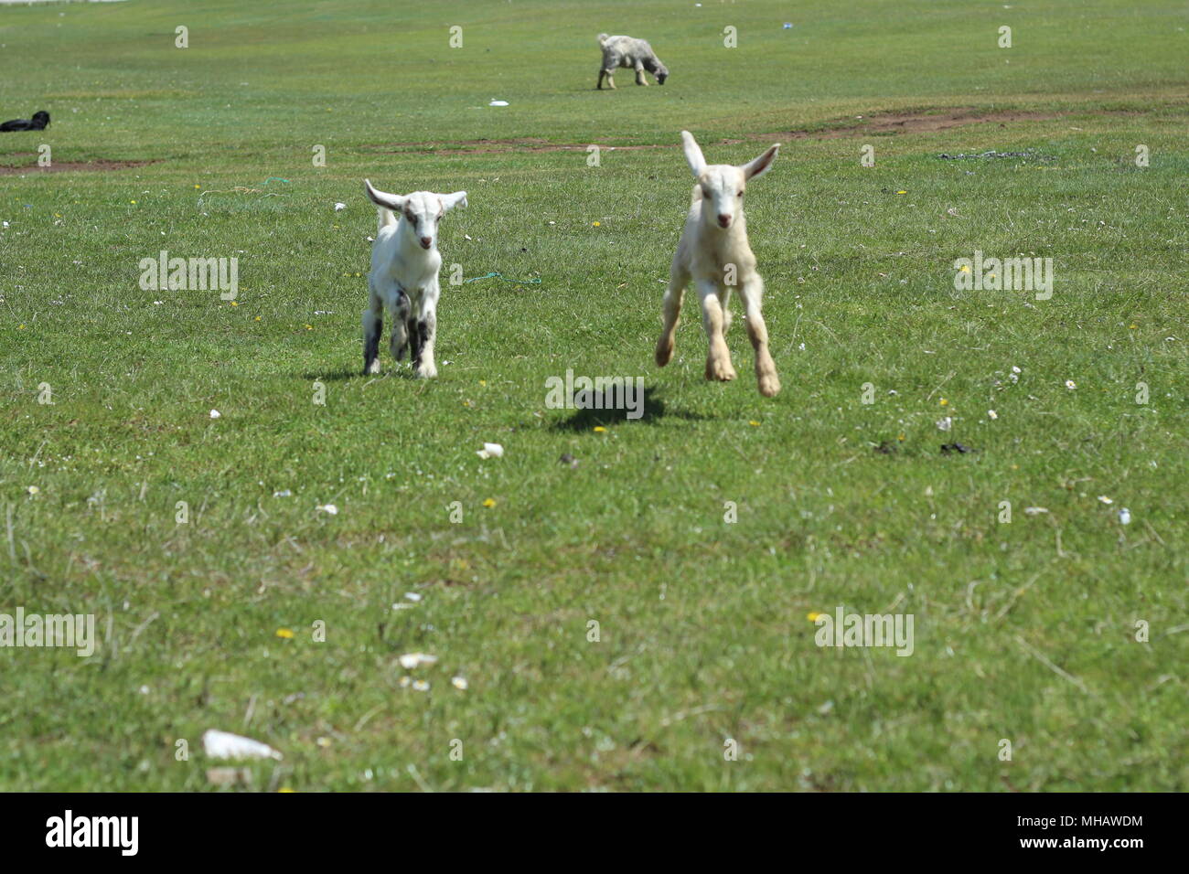 Happy jumping goats on grass Stock Photo