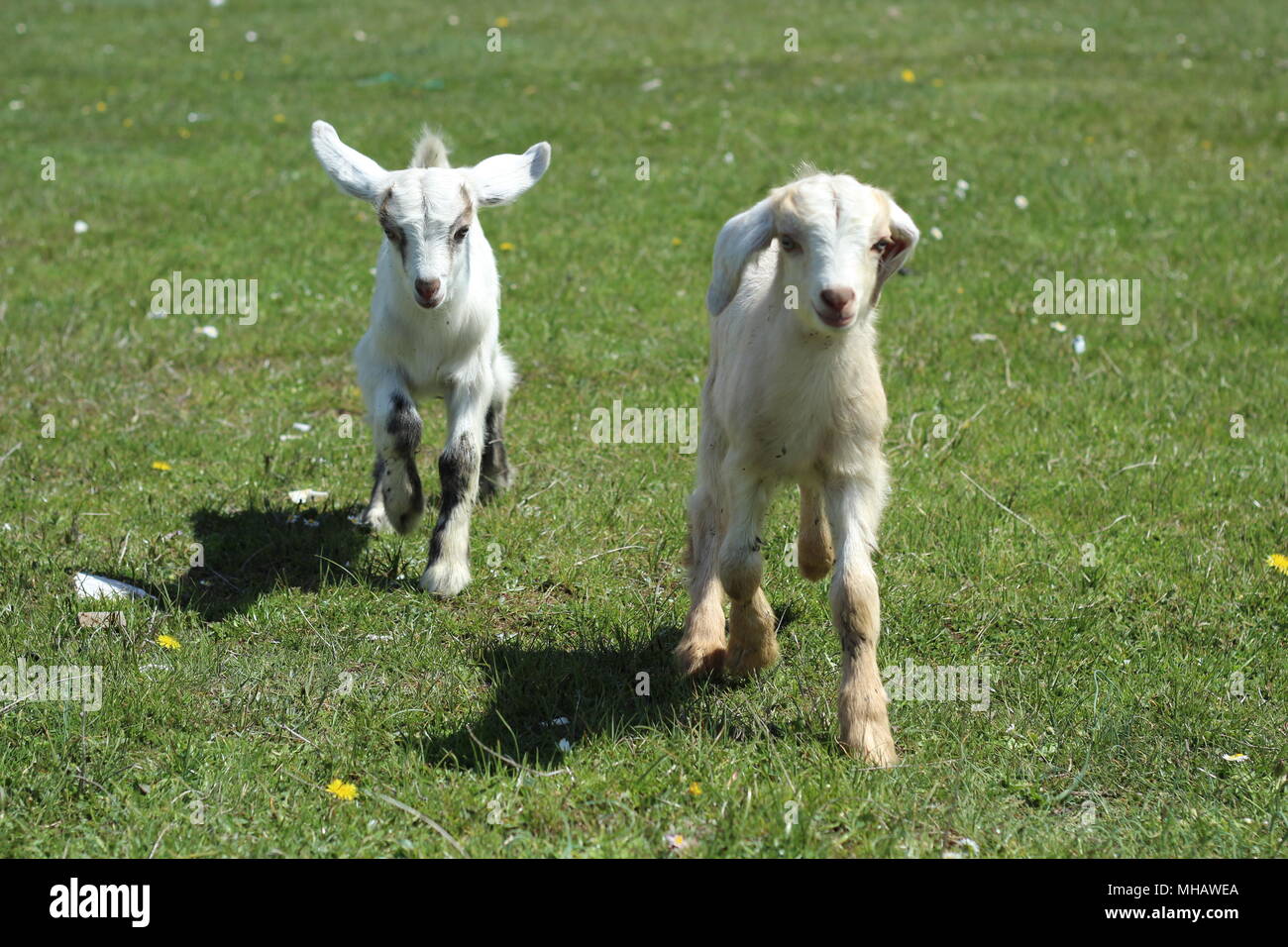 baby goats on grass in uludağ Stock Photo