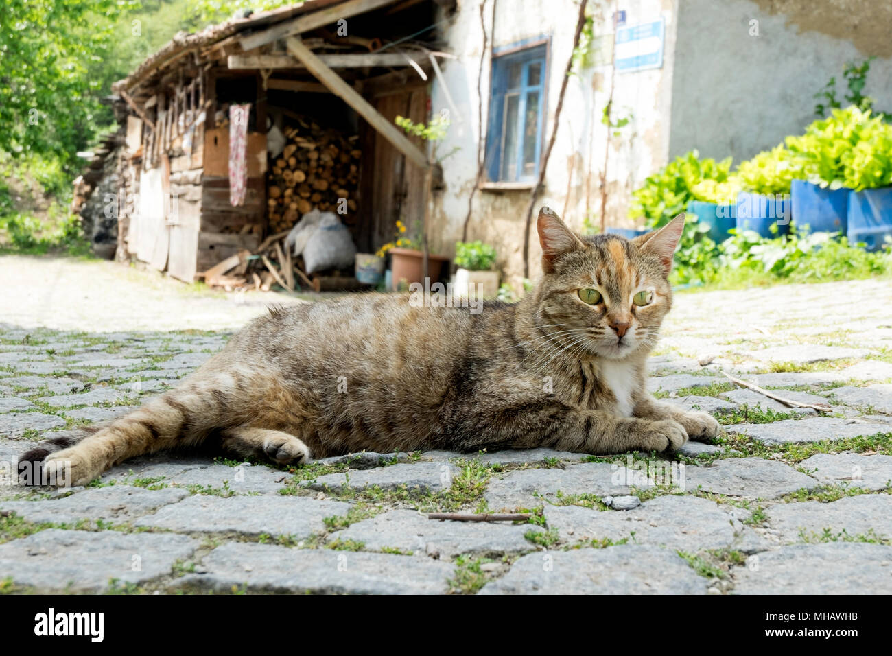 Cat is resting on street Stock Photo