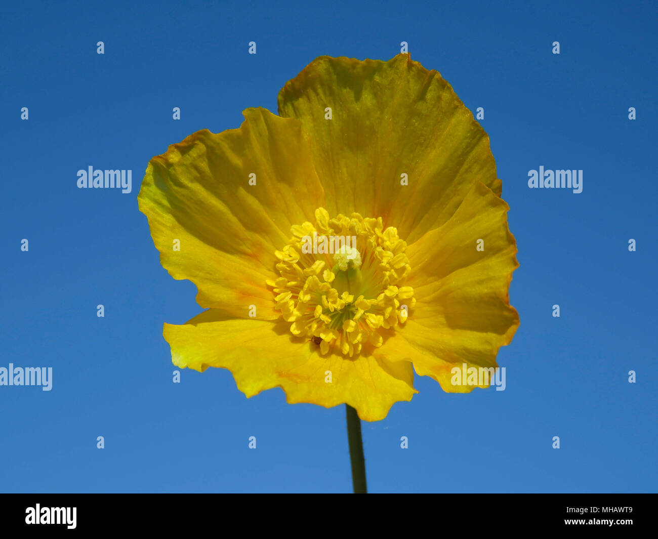 Welsh poppy flower growing in a garden in Wales UK against a clear blue sky (Meconopsis cambrica) Stock Photo
