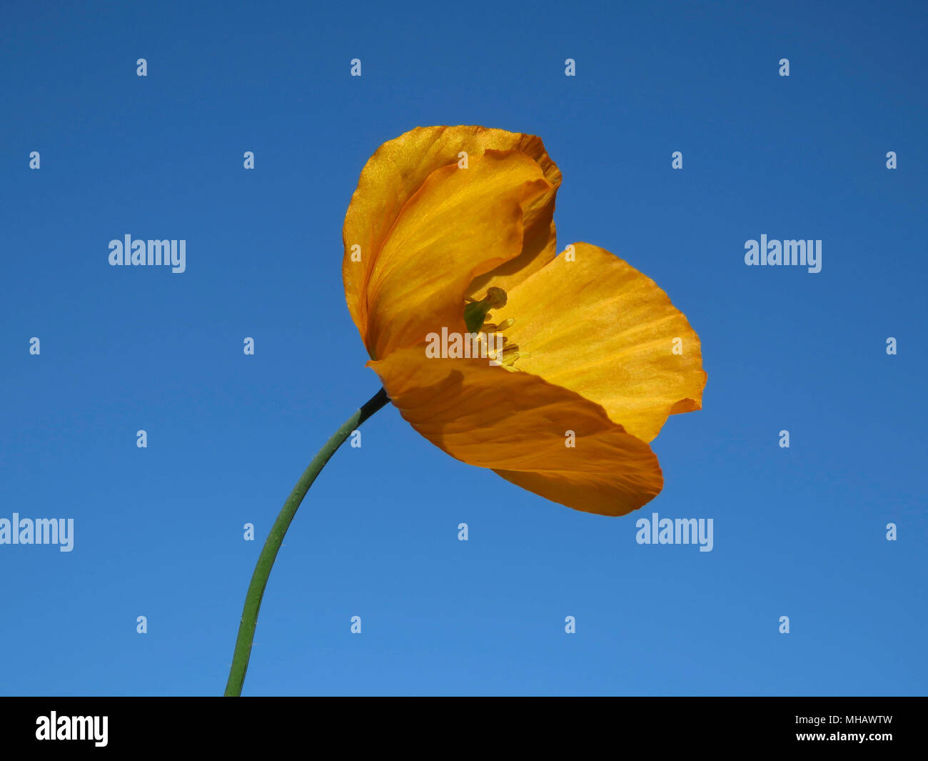 Welsh poppy flower growing in a garden in Wales UK against a clear blue sky (Meconopsis cambrica) Stock Photo