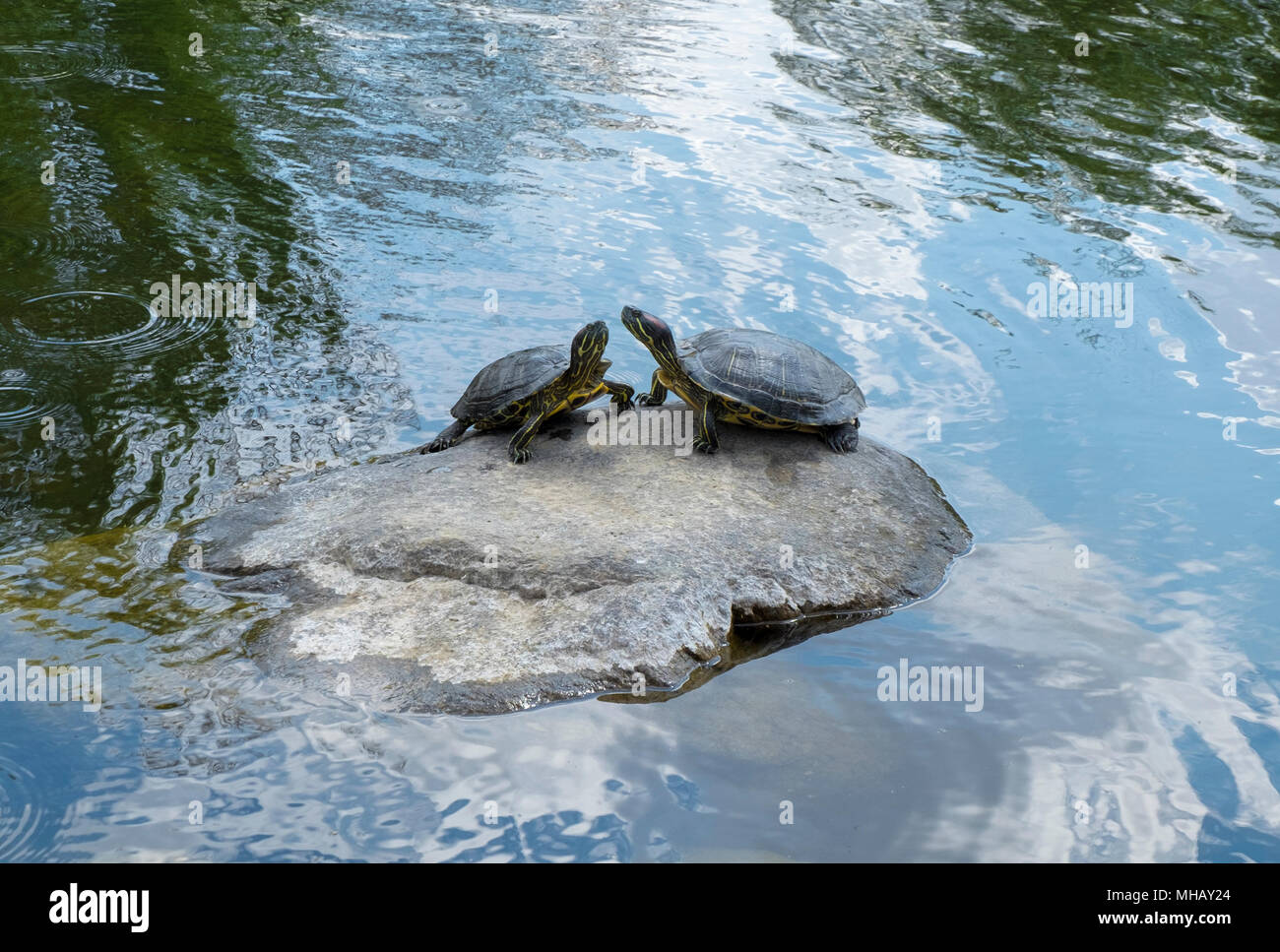 turtles on rock in national park Stock Photo