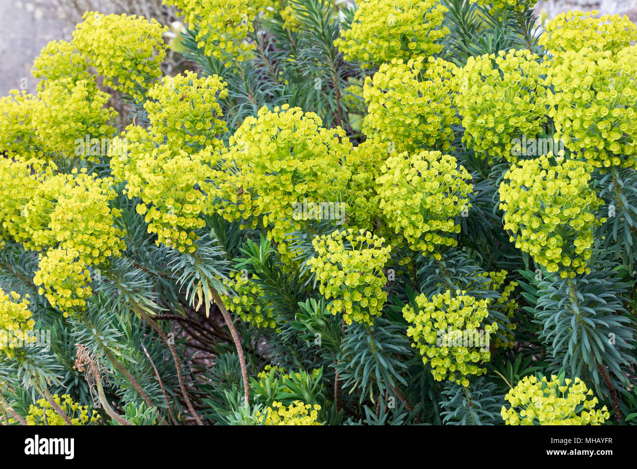 Close up of Euphorbia characias wulfenii flowering in April, England, UK Stock Photo
