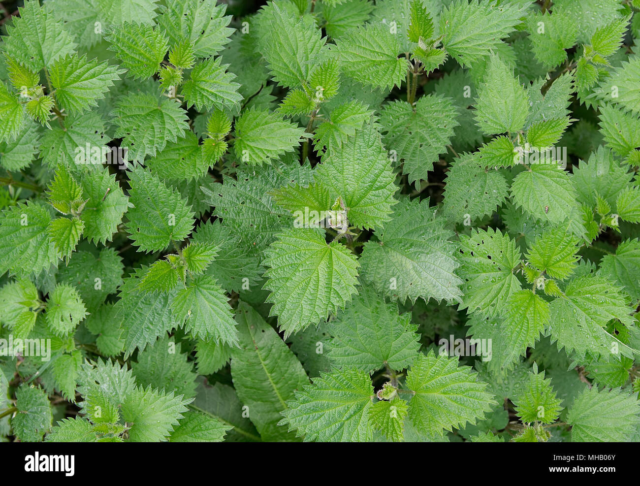 Stinging nettles background texture, Urtica dioica, common nettle Stock Photo