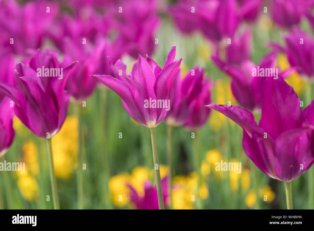 A colourful spring flower garden border of purple lily flowered tulips, against a blurred background, England, UK Stock Photo