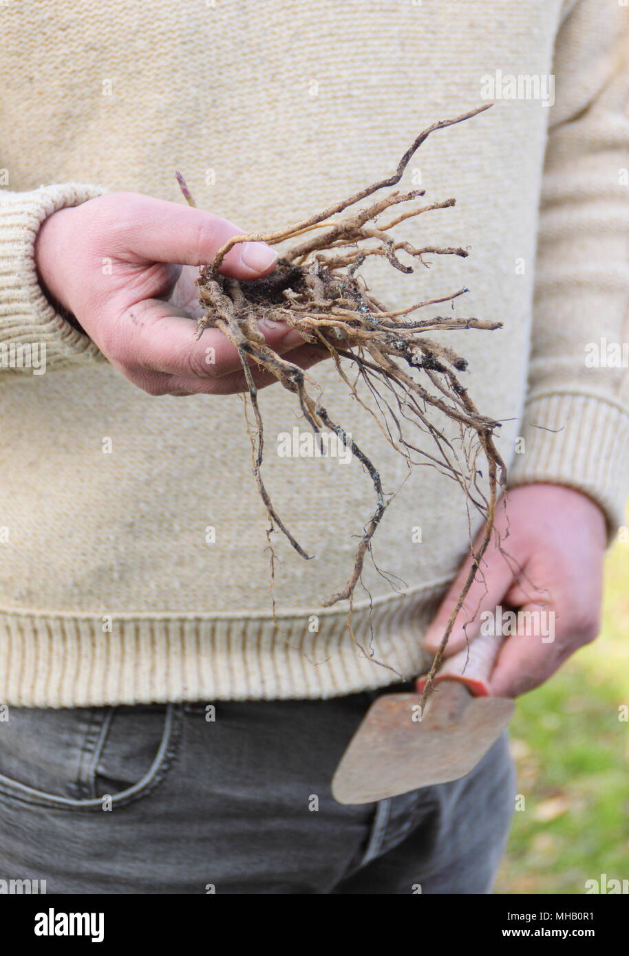 Asparagus Crowns High Resolution Stock Photography and Images Alamy