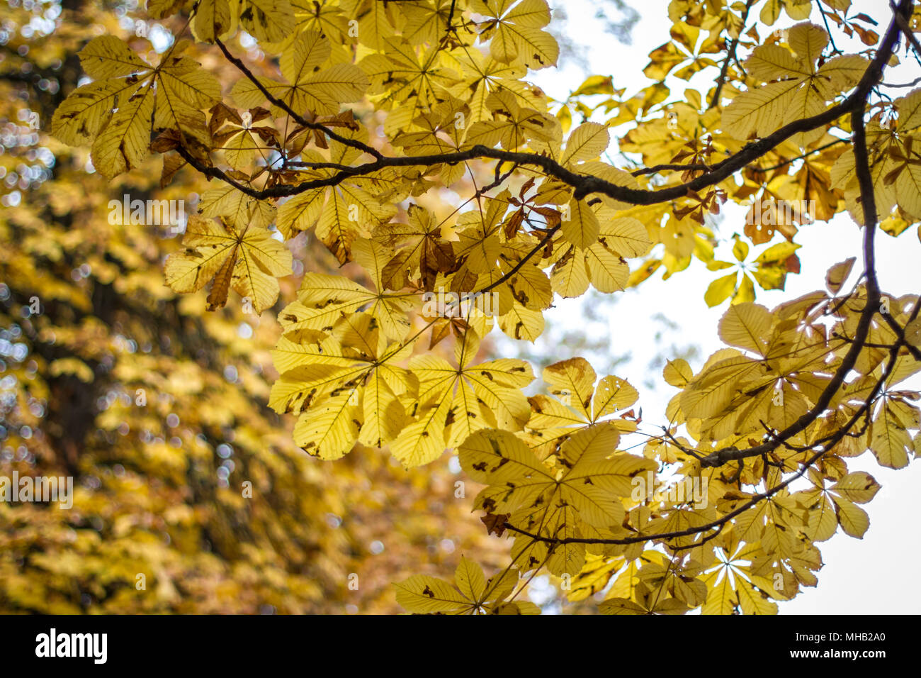 Mother nature on a beautiful autumn day Stock Photo