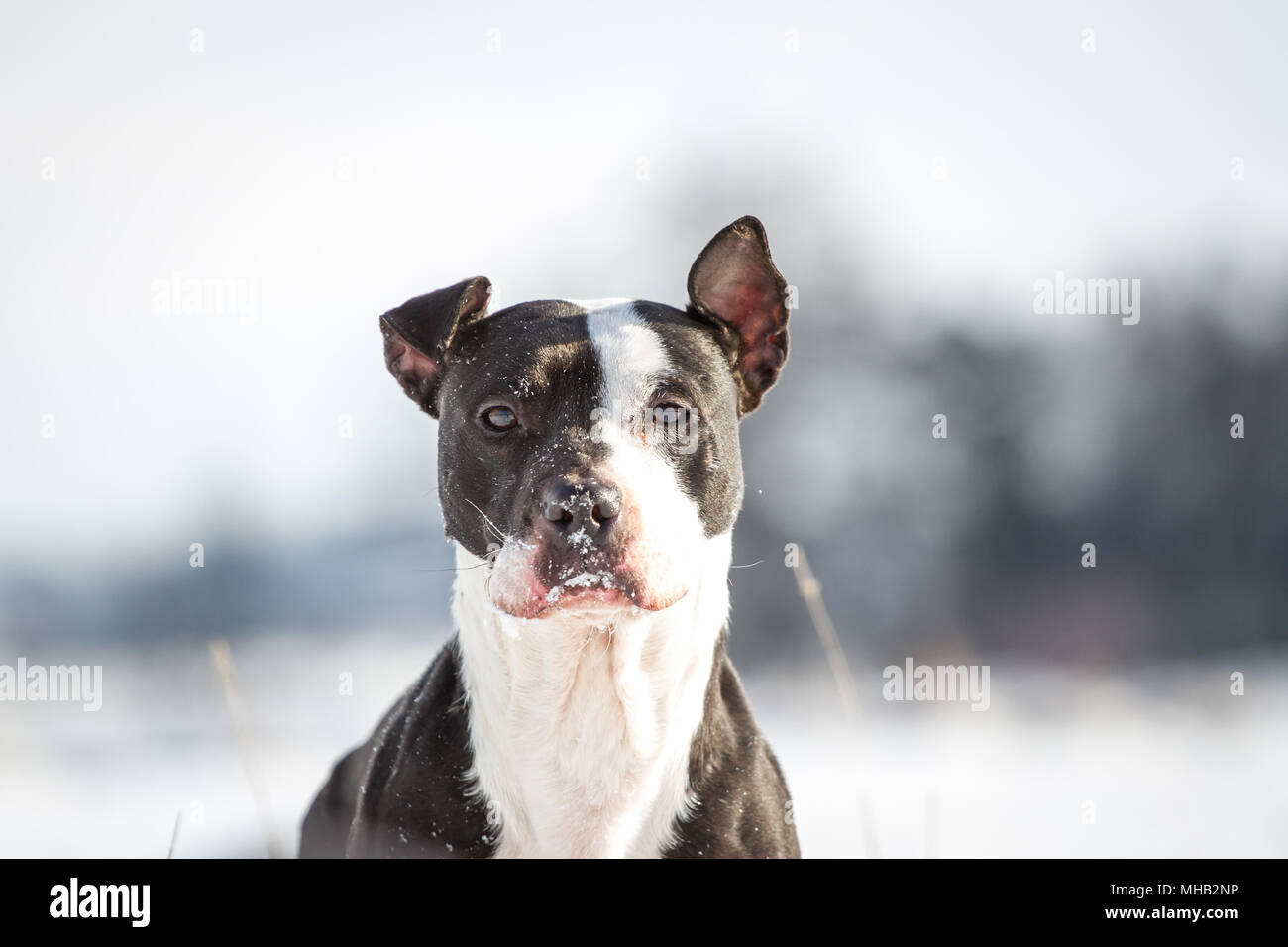 Dog playing and running in the snow on a cold winter day Stock Photo