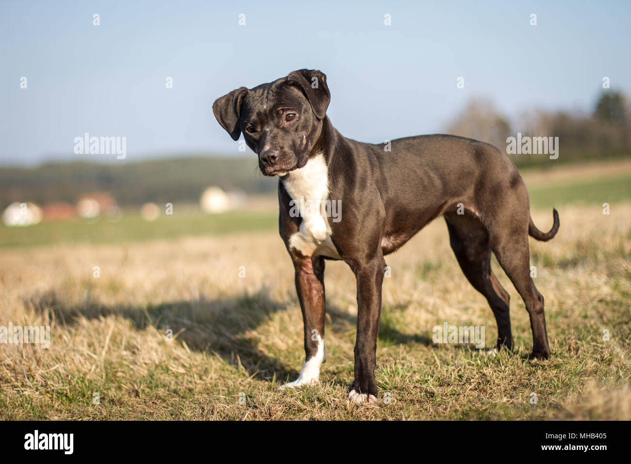 Adorable black young Pit Bull dog standing on a field Stock Photo