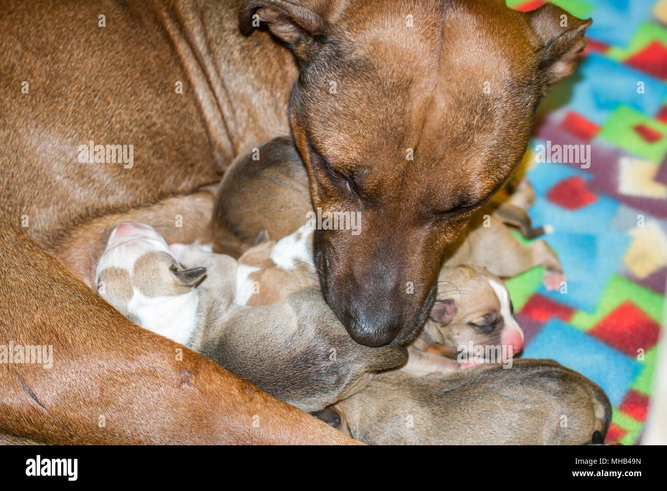 Female dog lactating her newborn puppies in a clean environment Stock Photo