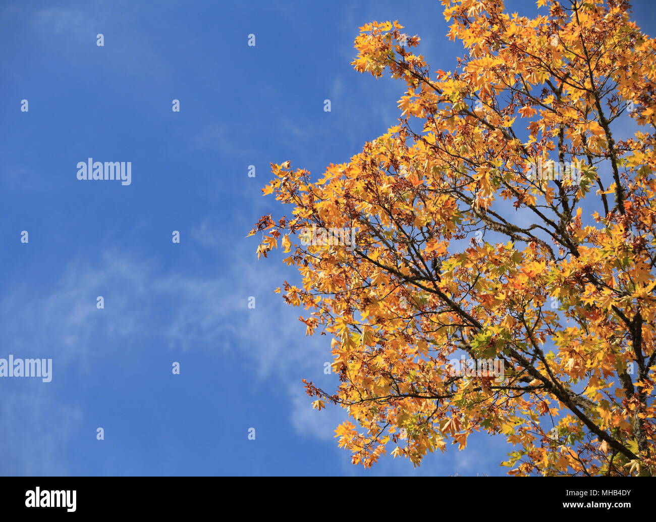 Autumn leaves with the blue sky background Stock Photo - Alamy