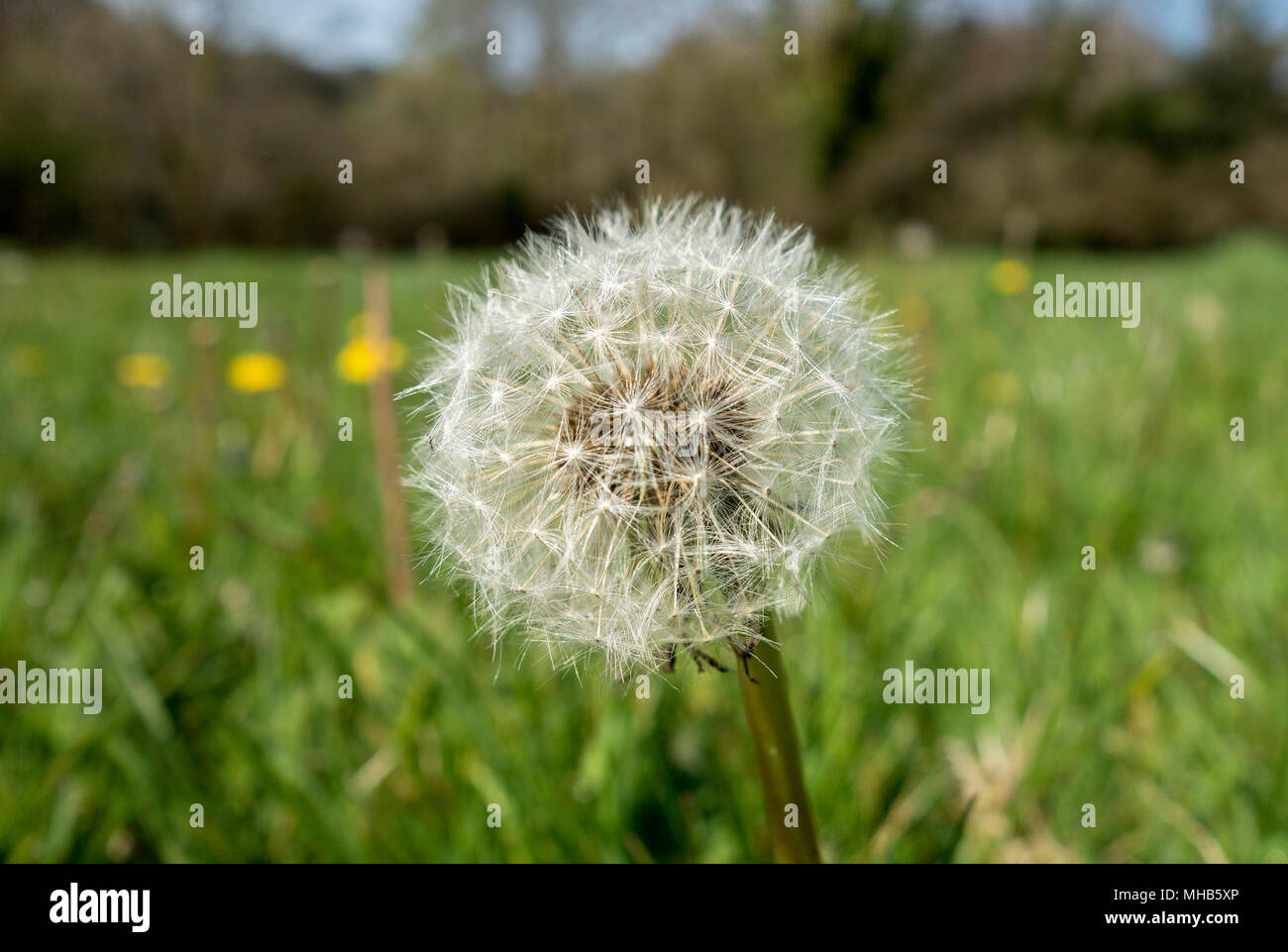 dandelion seed head Stock Photo