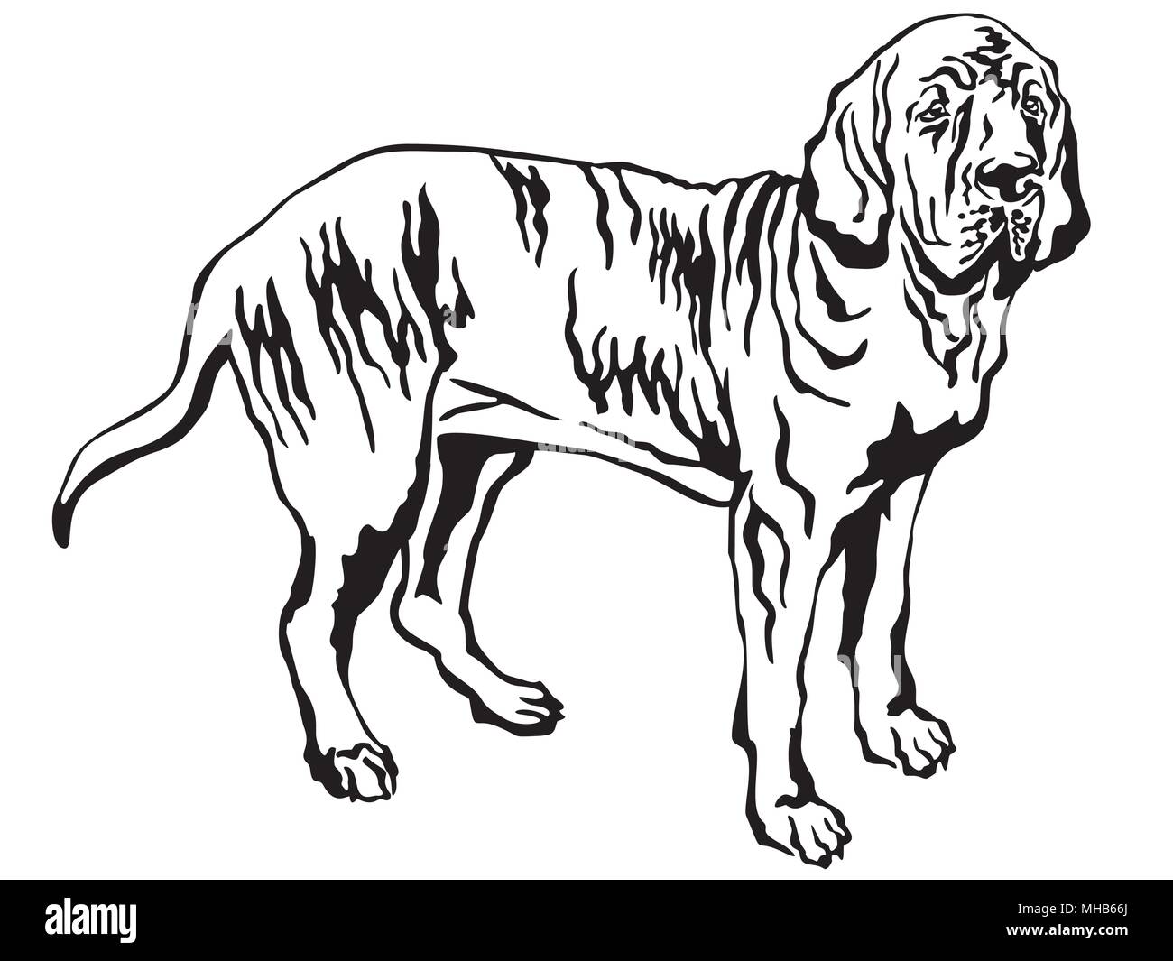 Decorative portrait of standing in profile Fila Brasileiro, vector isolated  illustration in black color on white background Stock Vector Image & Art -  Alamy
