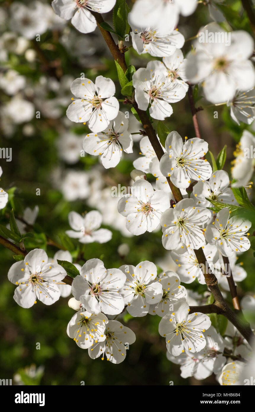 Blooming wild plum tree in daylight. White flowers in small clusters on a wild plum tree branch. Stock Photo