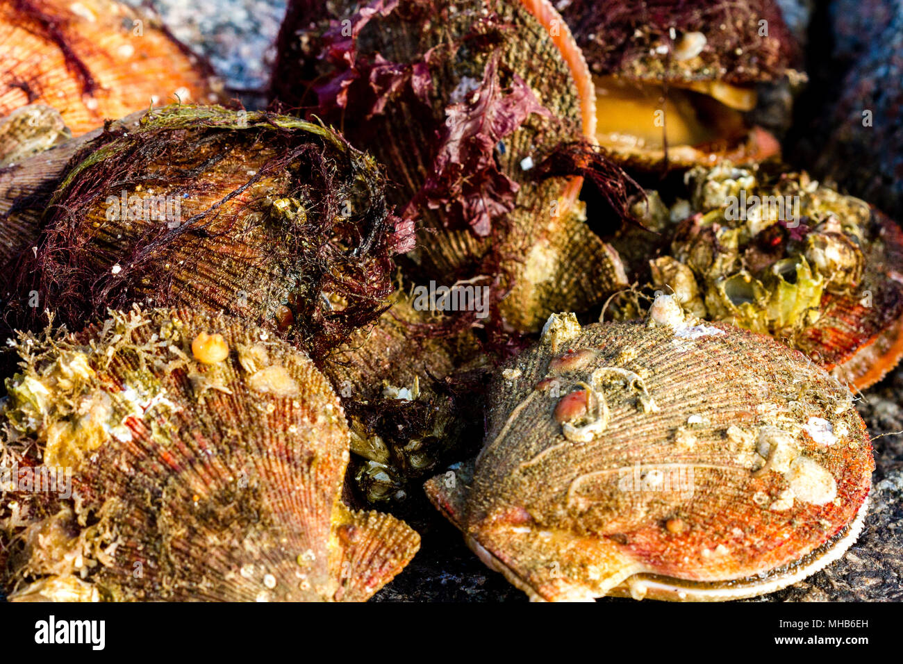 Alive and fresh Icelandic scallops (Chlamys islandica) on the coast of