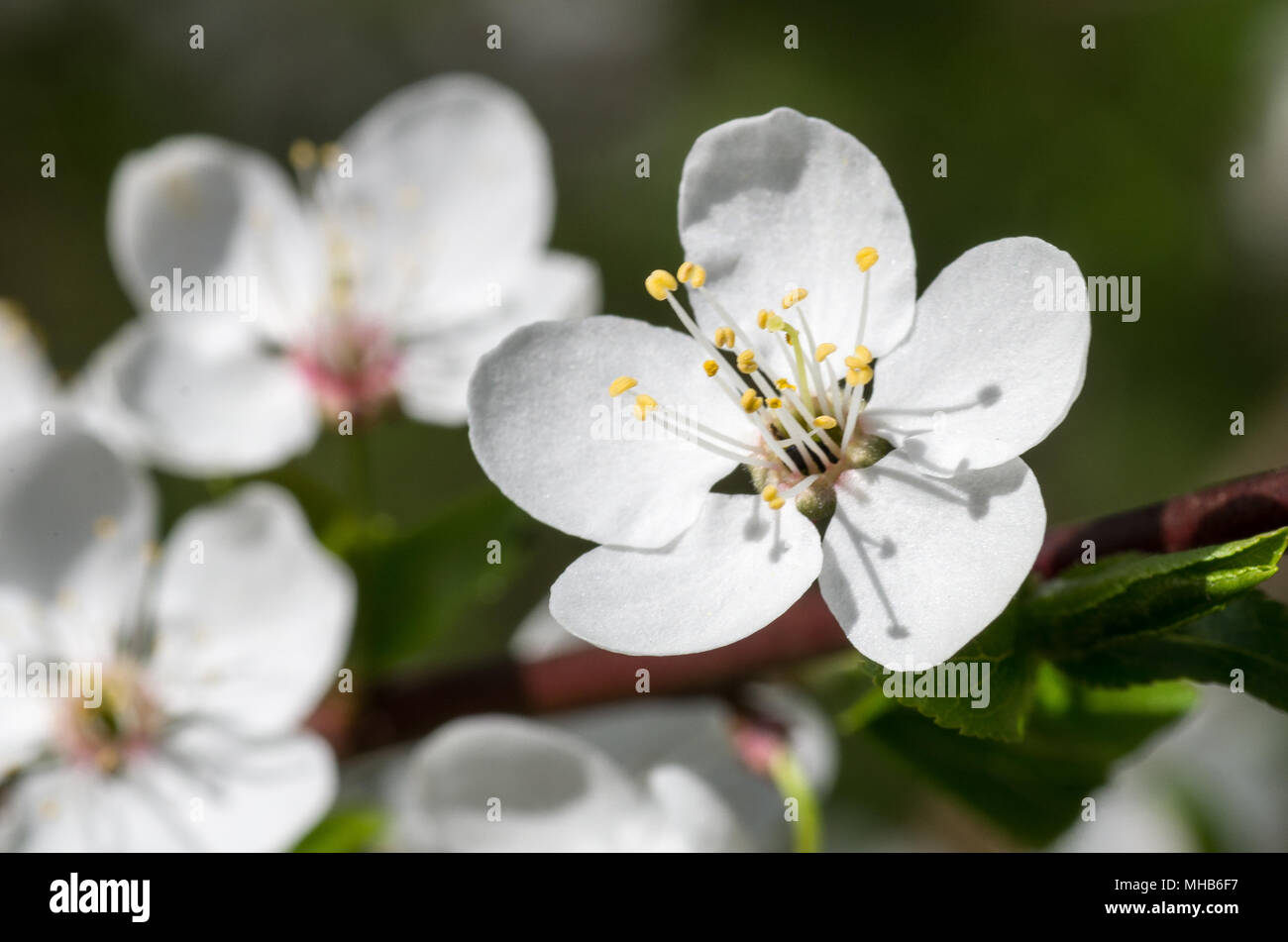 Blooming wild plum tree in daylight. White flowers in small clusters on a wild plum tree branch. Stock Photo