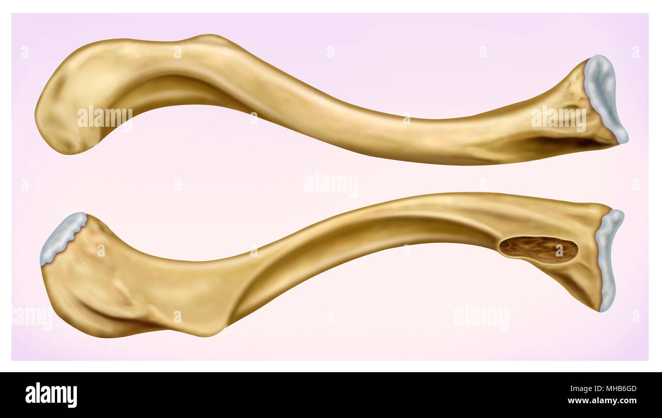 Illustration Front and side view of the human clavicle, located in the upper anterior part of the thorax. Stock Photo